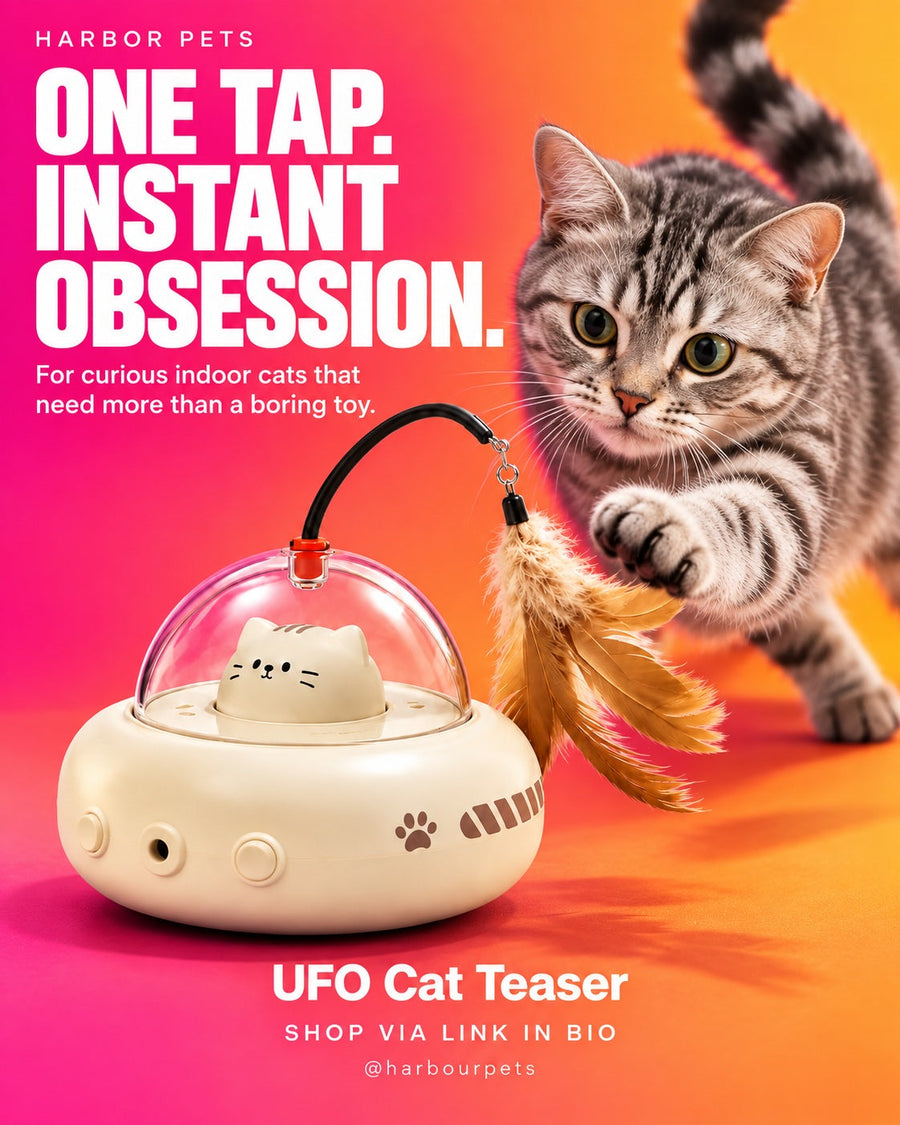 Christmas Gifts for Cats 2026: 10 Fun Ideas for Curious Indoor Cats